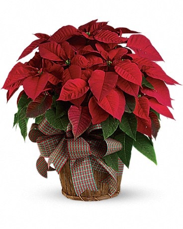 Large Red Poinsettia Bouquet