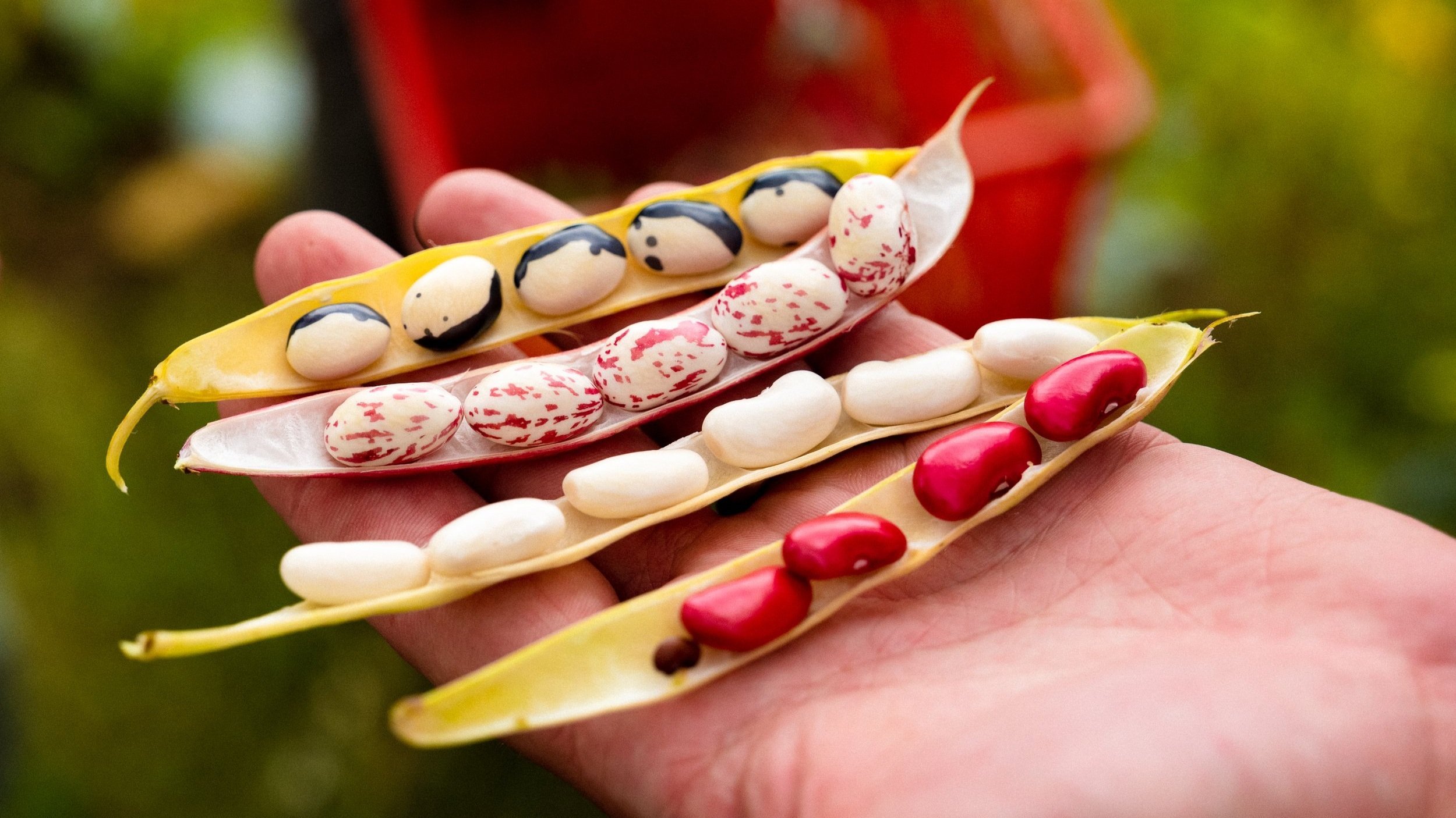 A hand holding pods of beans from Norwich Meadows Farm