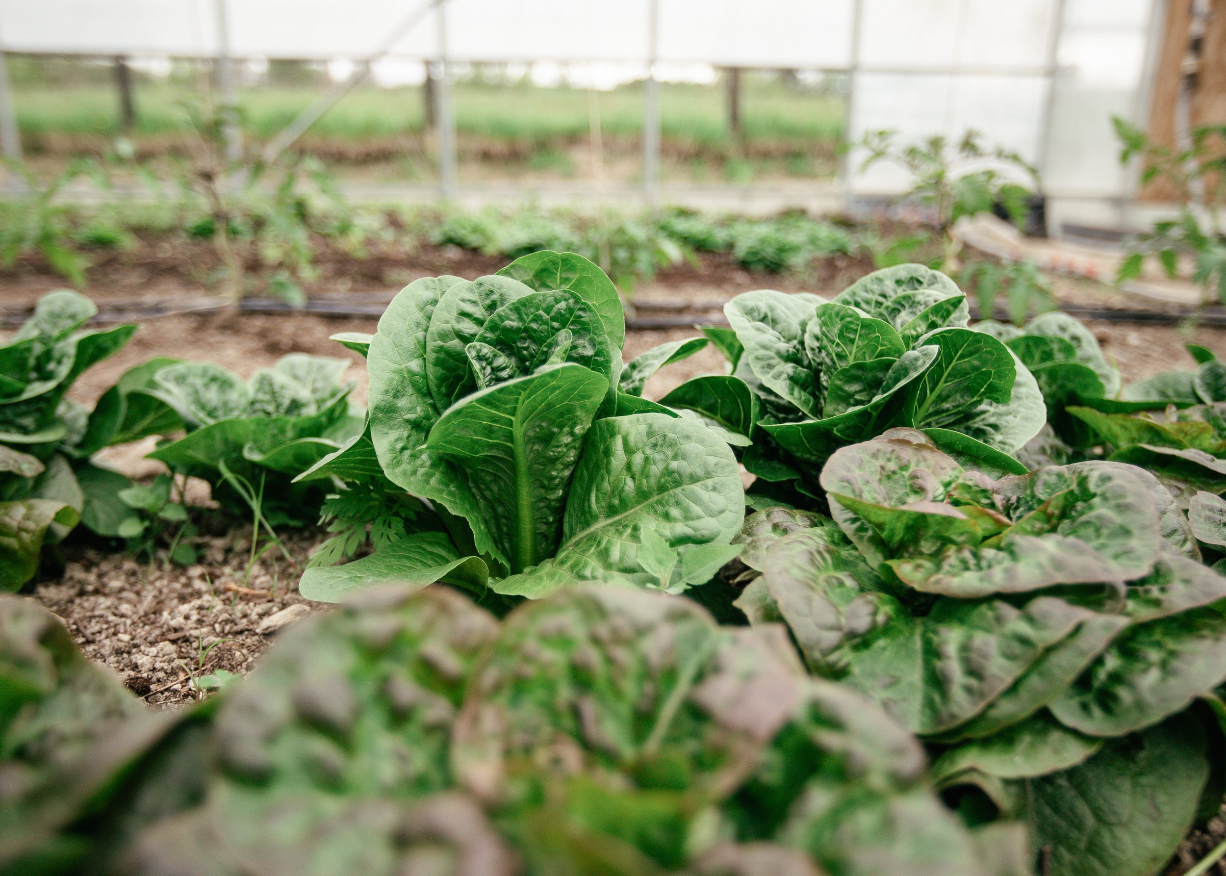 Lettuces growing at Magic Farms