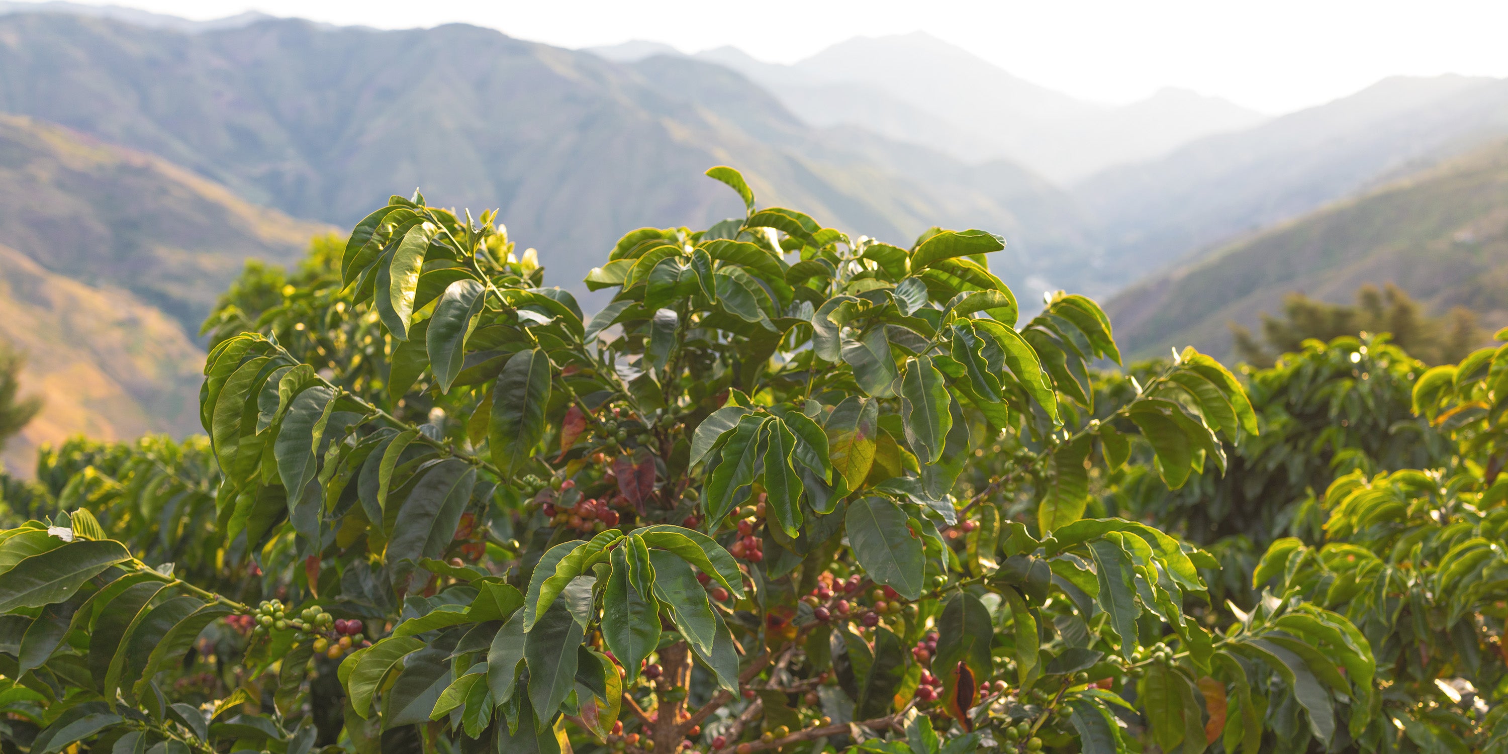 Sunset over coffee farm.