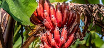 Red banana